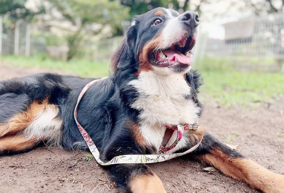 大型犬におすすめのハーネス・首輪の選び方