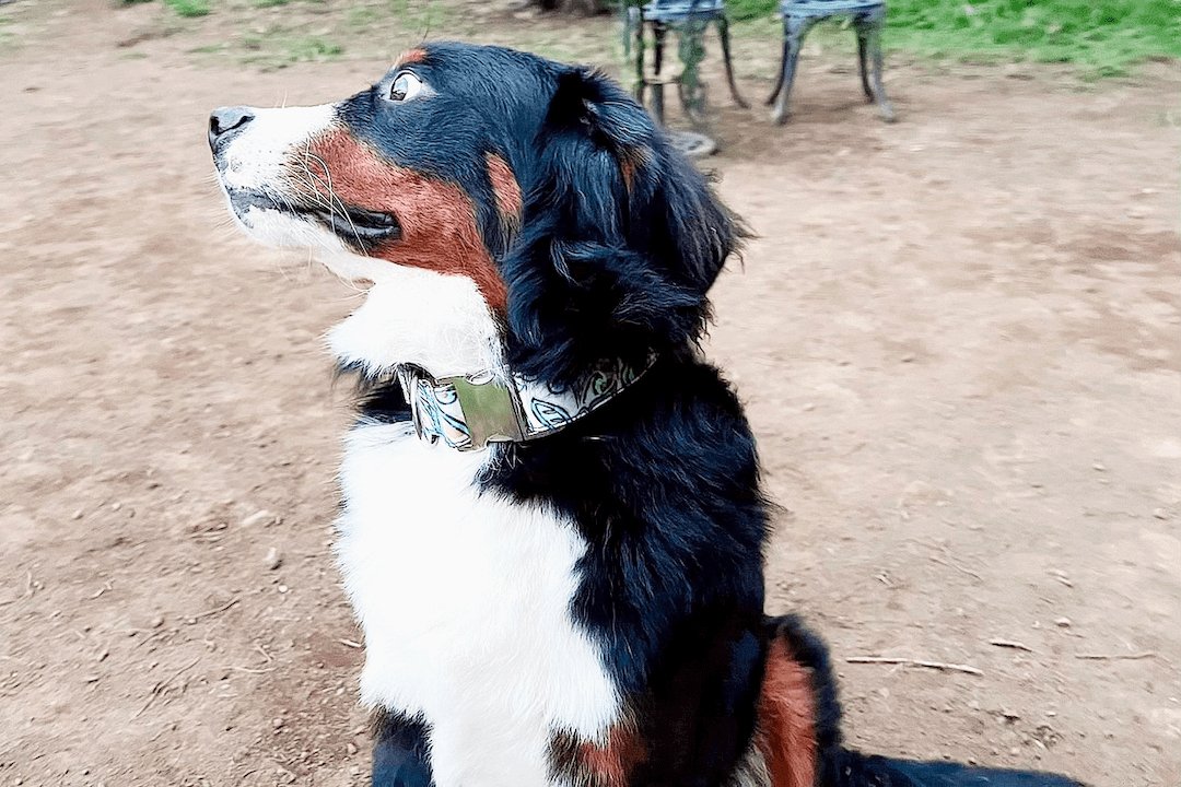 犬が首輪を嫌がる