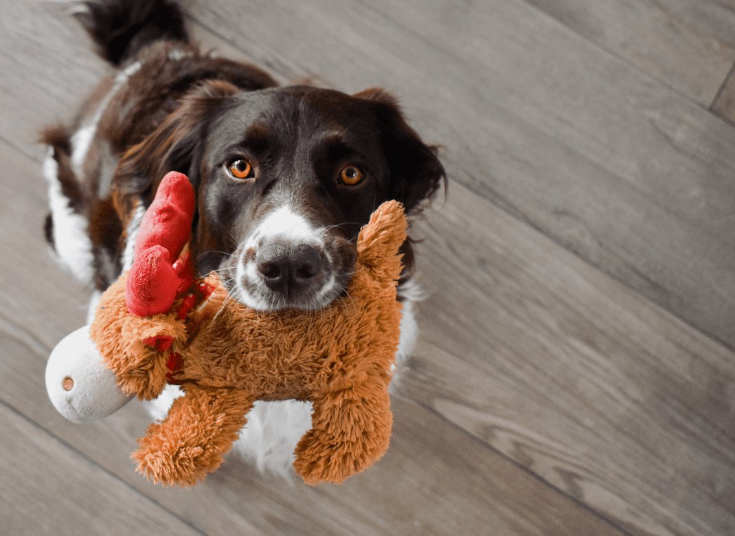 ワンコのお出迎えでおもちゃを持ってくるのはなぜ?