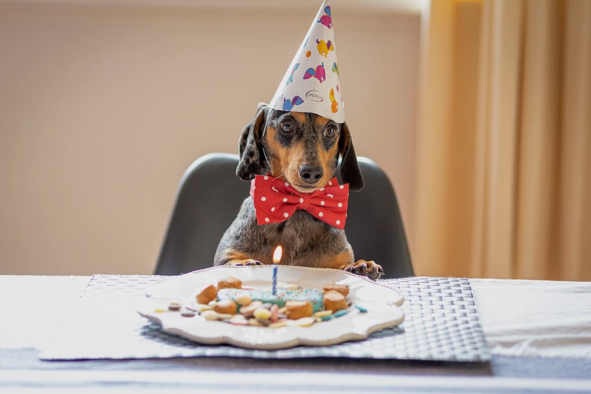 犬の年齢を知る!サイズ別人間年齢への早見表
