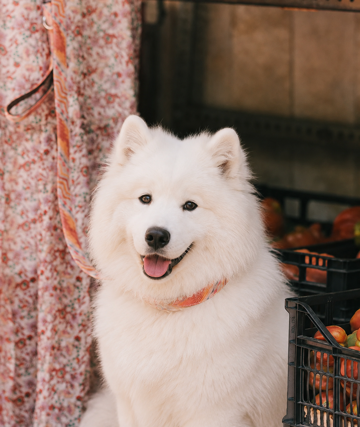 サモエド人気が急上昇？有名人が飼うと犬種人気が動く理由