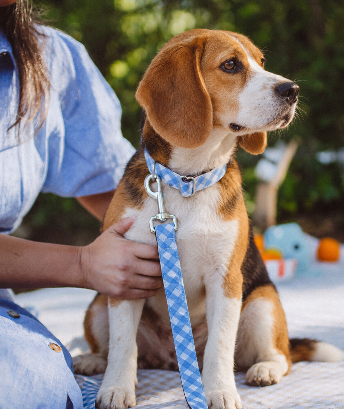 ビーグルは本当に鼻がいい？ 犬種による「におい探し」の違いを研究から読む