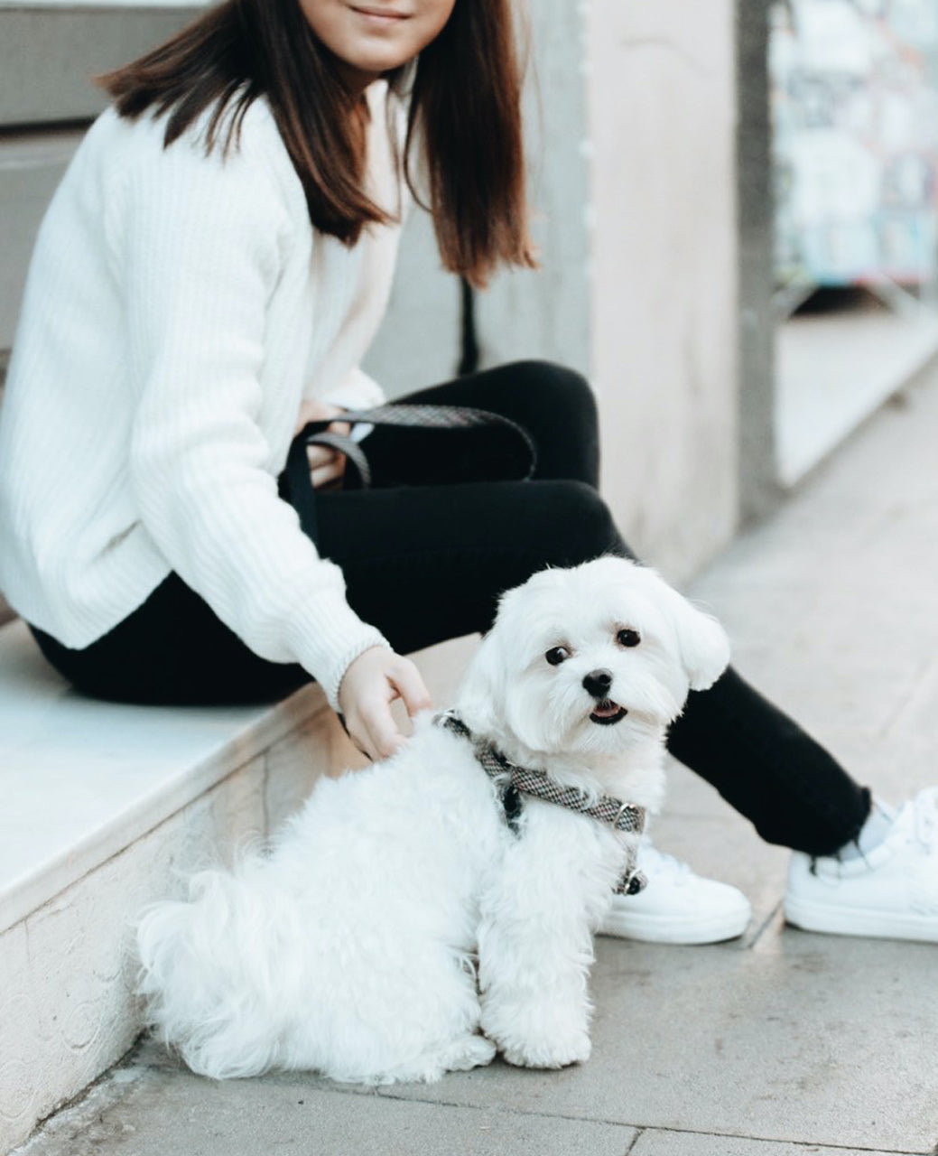 首輪とハーネス、どちらが合う？犬のタイプ別に研究から整理