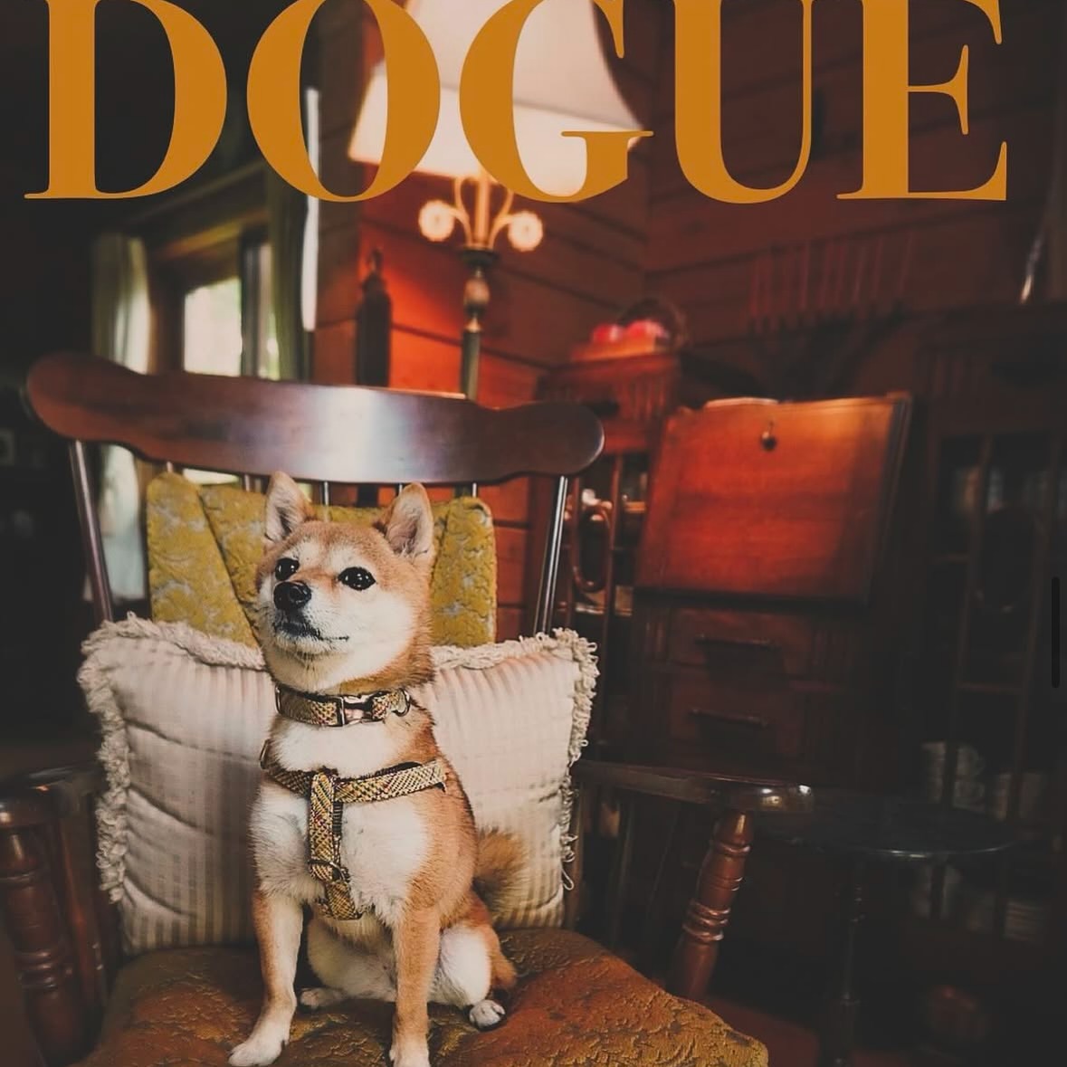 犬がファッション誌の主役に？Vogue「Dogue」2026から見る犬とファッションの現在