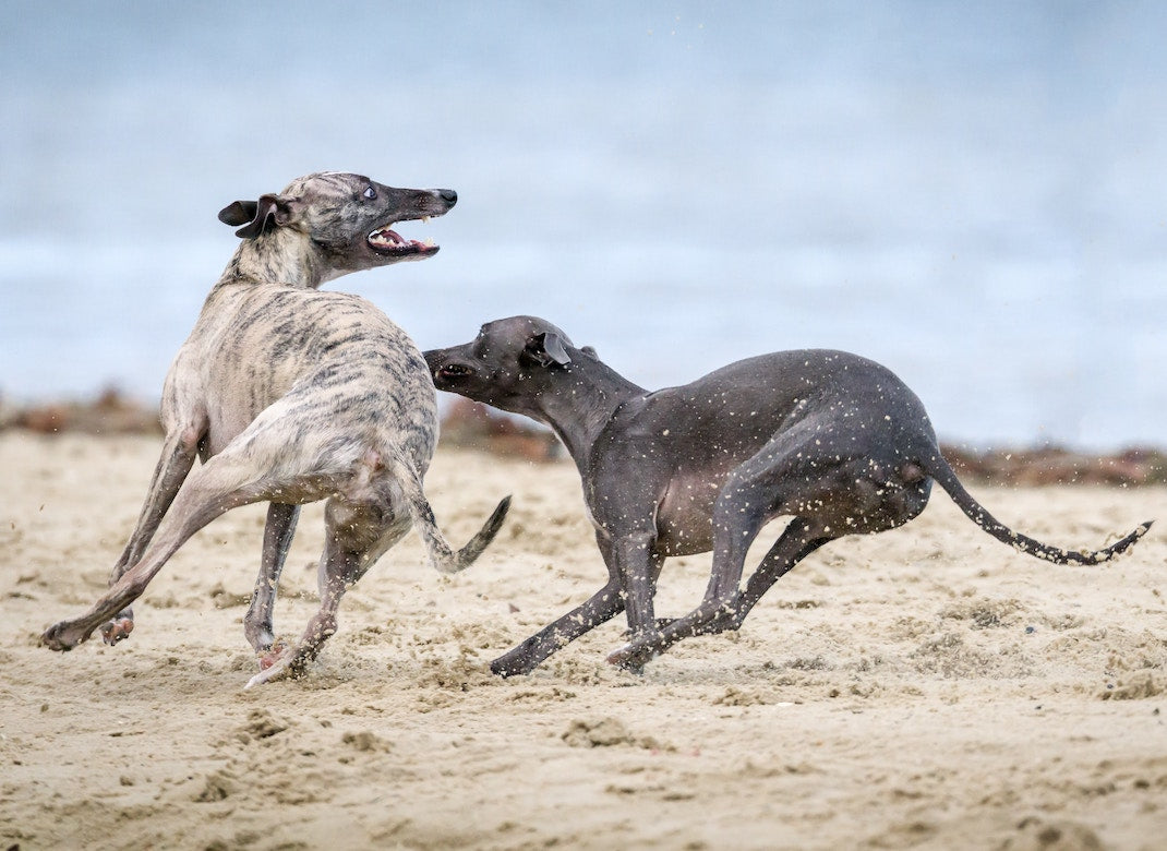 「柴犬だから」「レトリーバーだから」犬の性格は犬種でどこまで決まる？