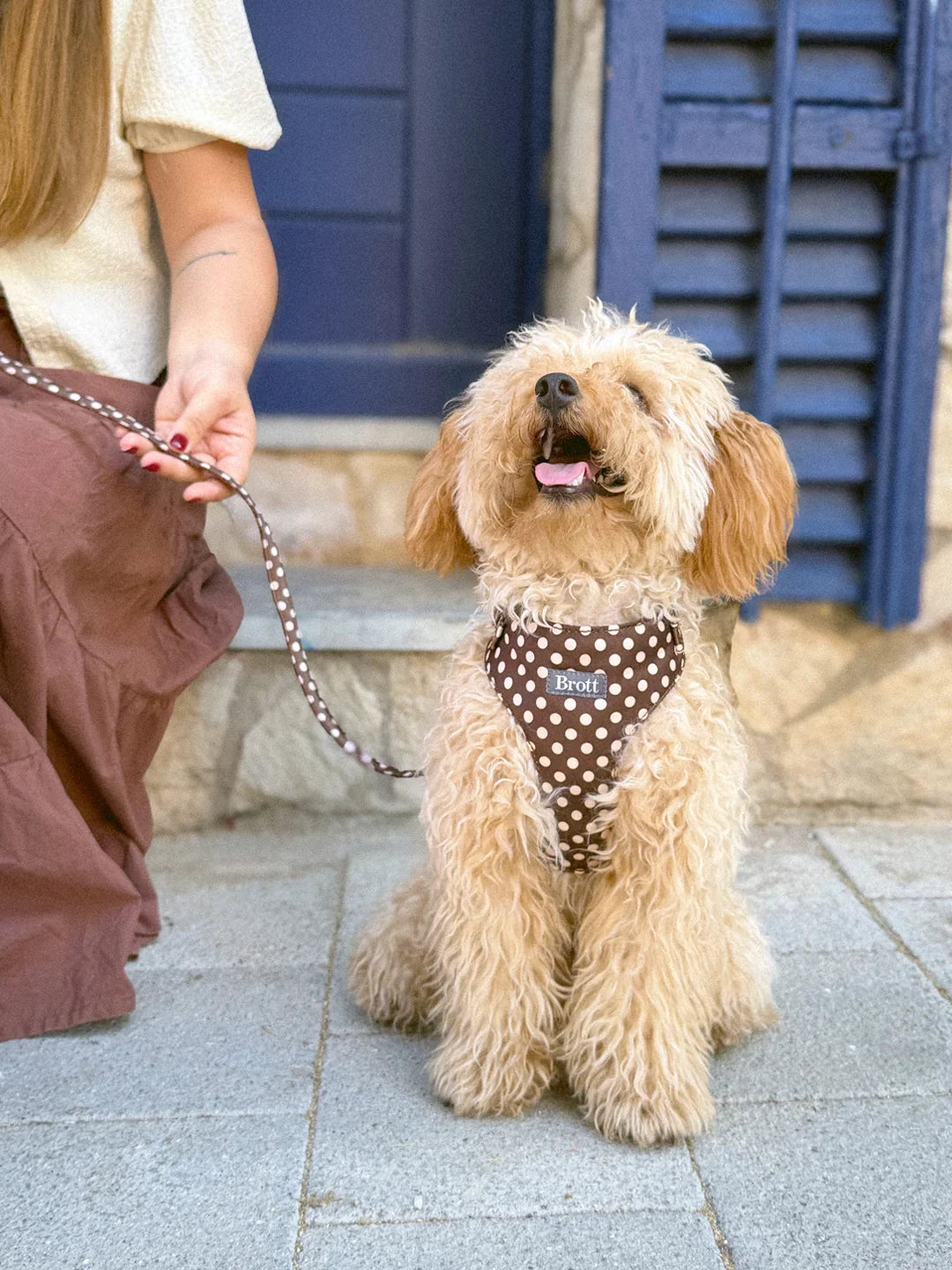 犬は人の会話から言葉を覚える？ おもちゃの名前を学んだ犬たちの研究