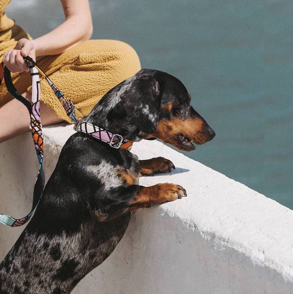 夏の愛犬の散歩について気を付けるべきこと