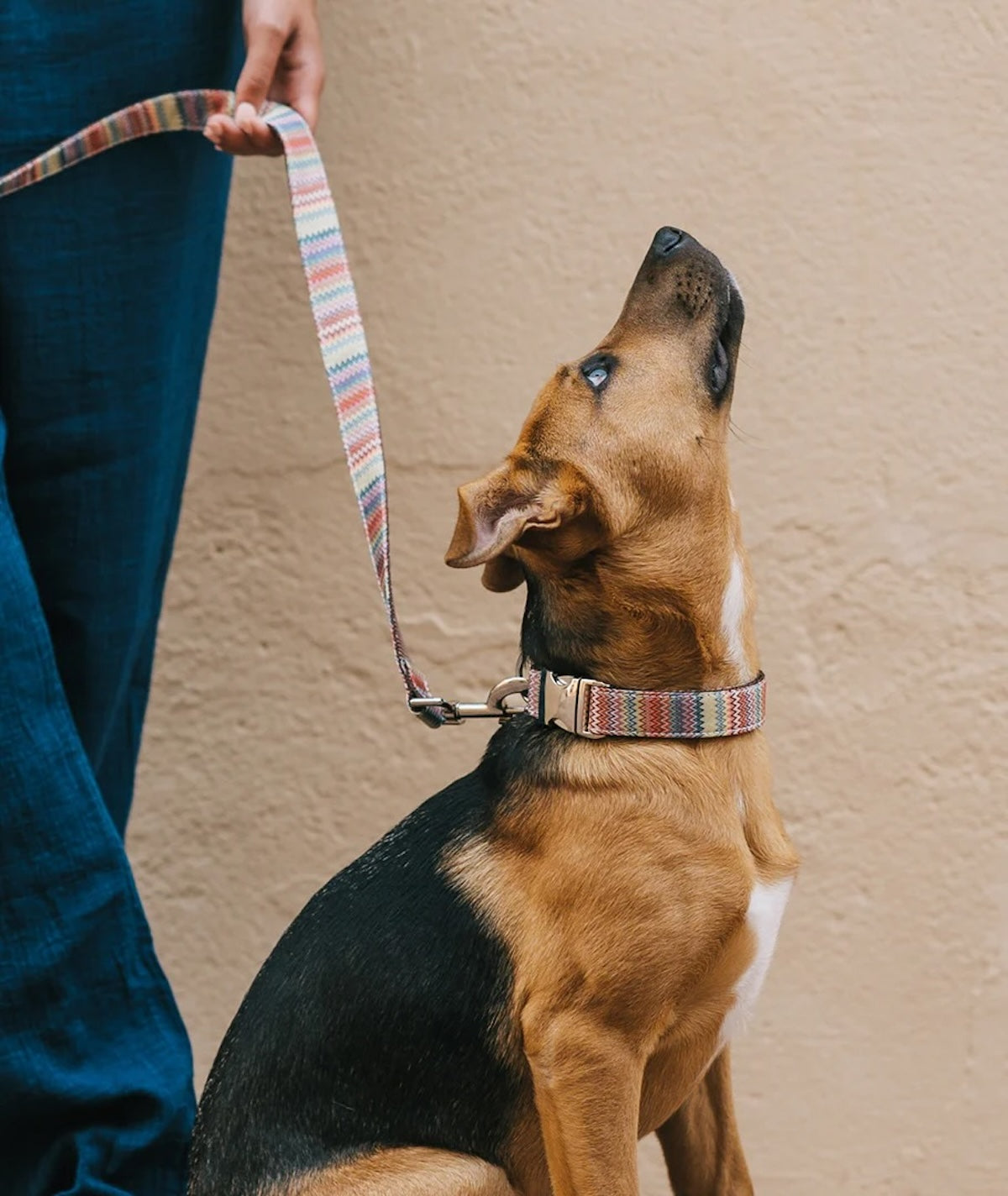 犬は「待て」の間、何をしている？ 脳波研究で見えた自制の働き