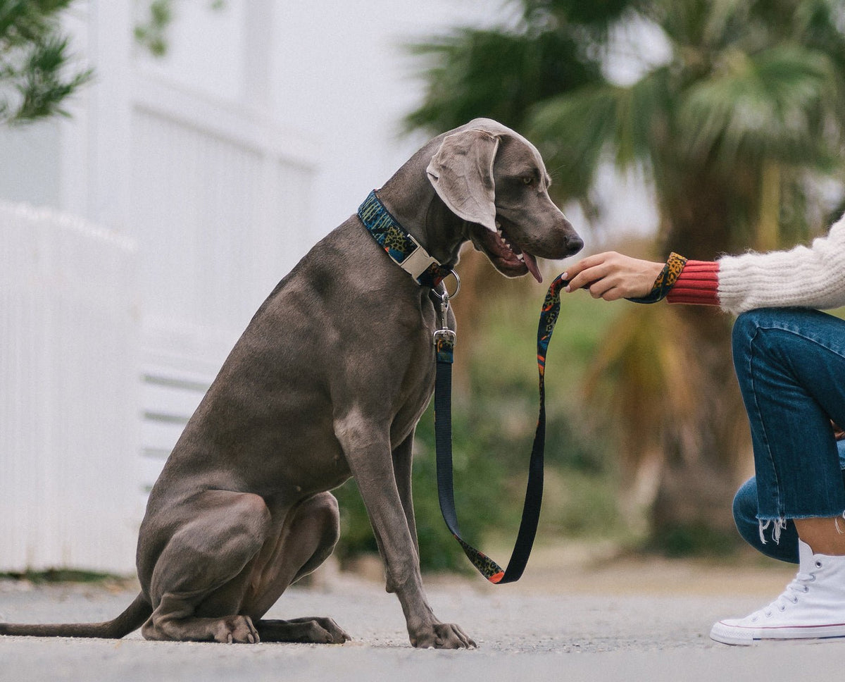 犬は「顔と声が合っていない」と気づく？最新の脳波研究で見えてきたこと