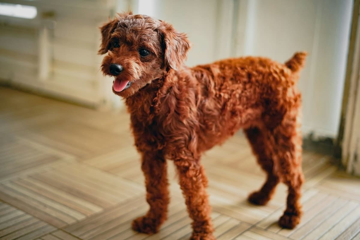 ミックス犬の魅力と注意点