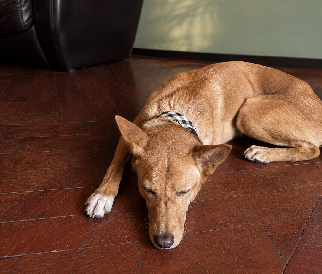 犬と一緒に寝ると睡眠の質はどうなる？人と犬、それぞれの研究から分かったこと