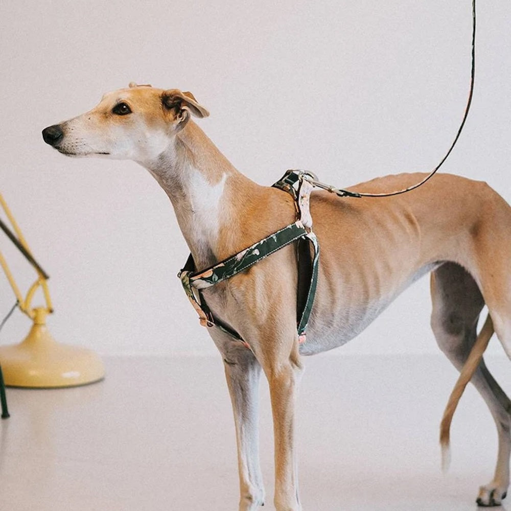 リード PENELLES（ペネレス） 犬用品 – Brott Barcelona