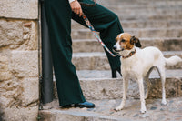 首輪　MALDA（マルダ）