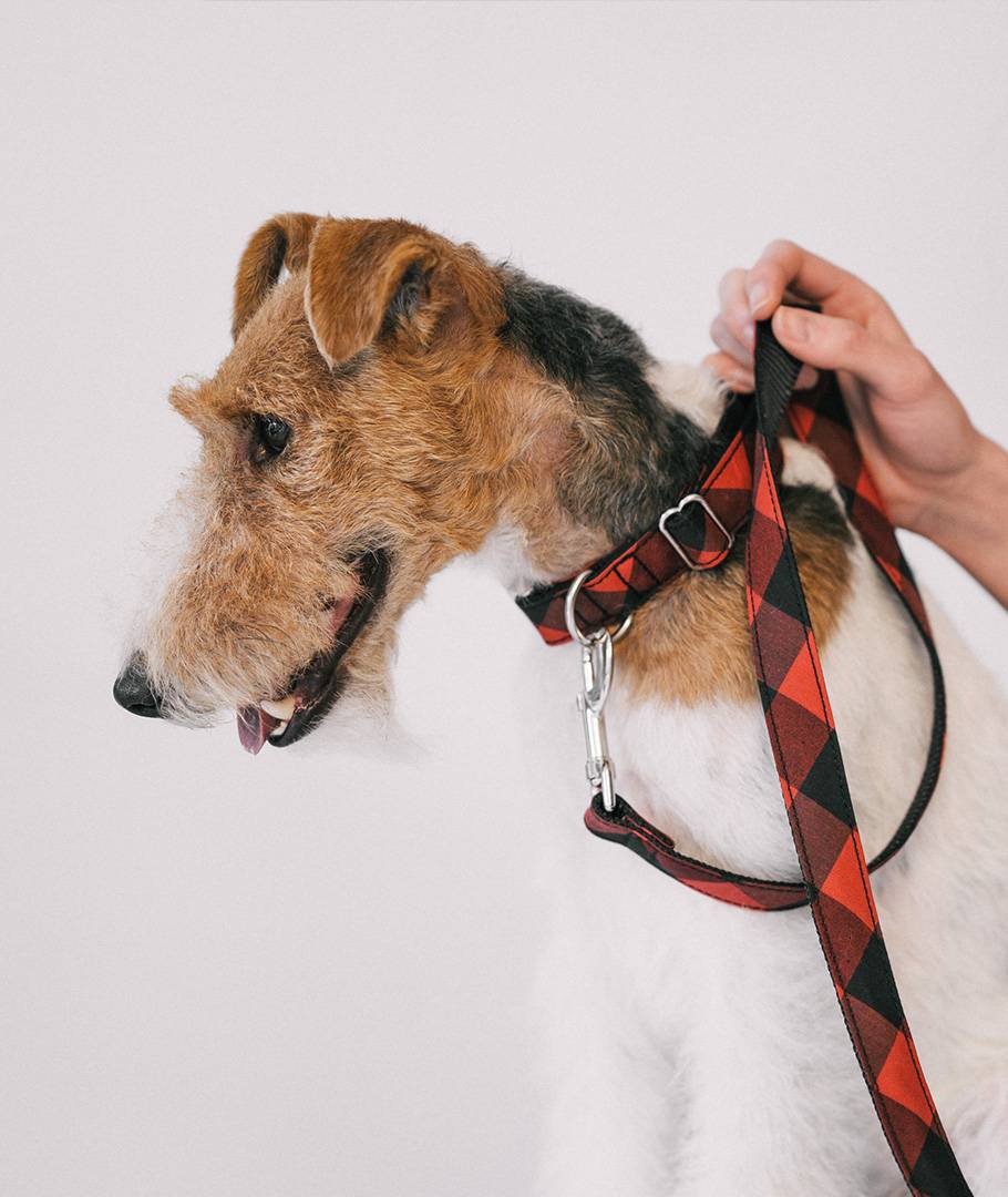 Brott 犬用品リード – Brott Barcelona