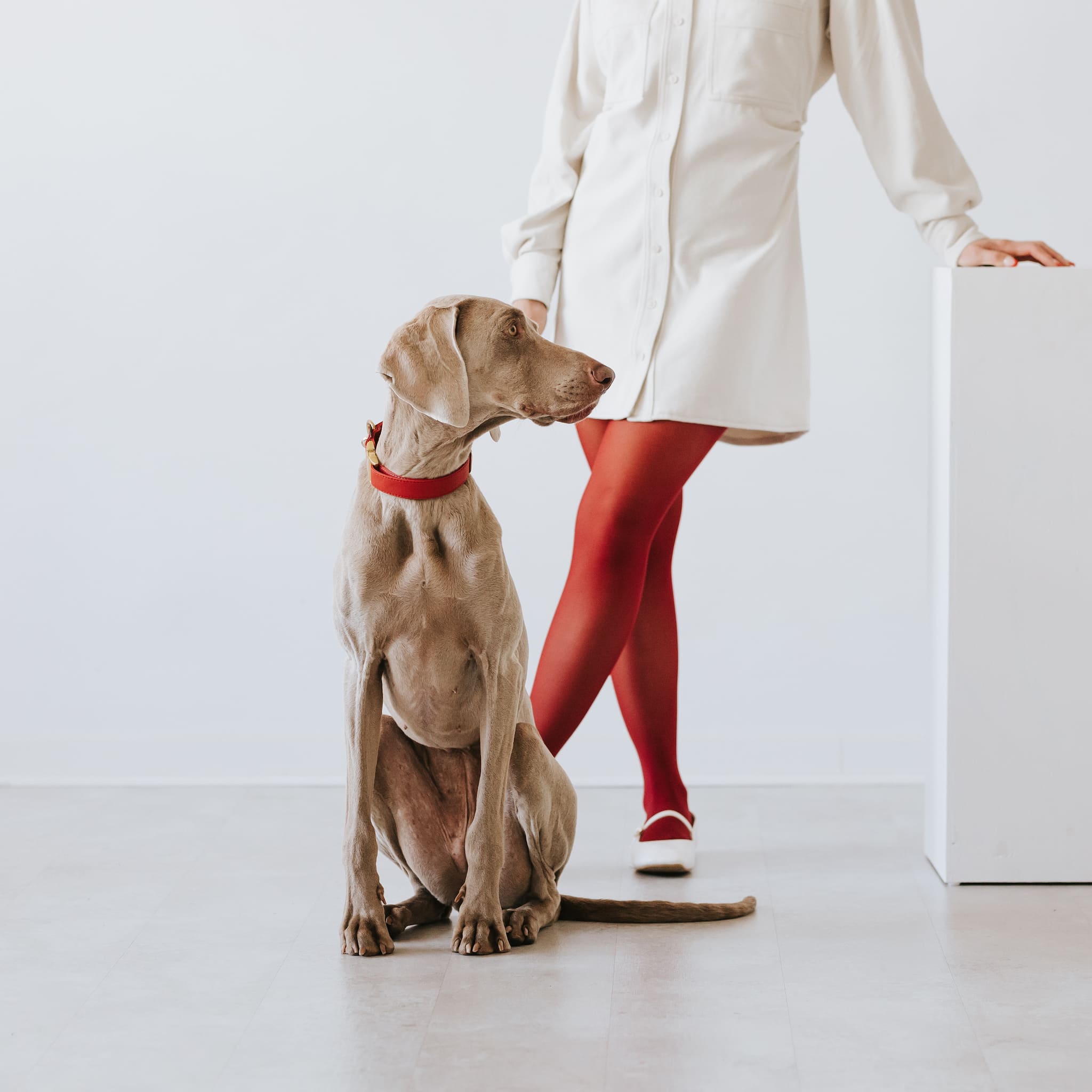 Essence ヴィーガンレザー 犬用 首輪 – Brott Barcelona