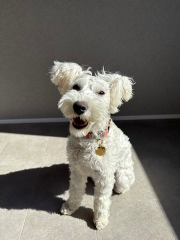 パワフルカラー！ | #2165583