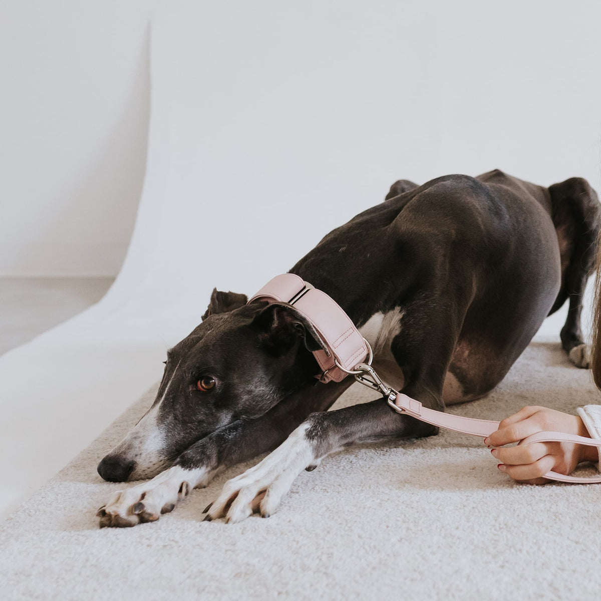 Essence ヴィーガンレザー 犬用 首輪 – Brott Barcelona