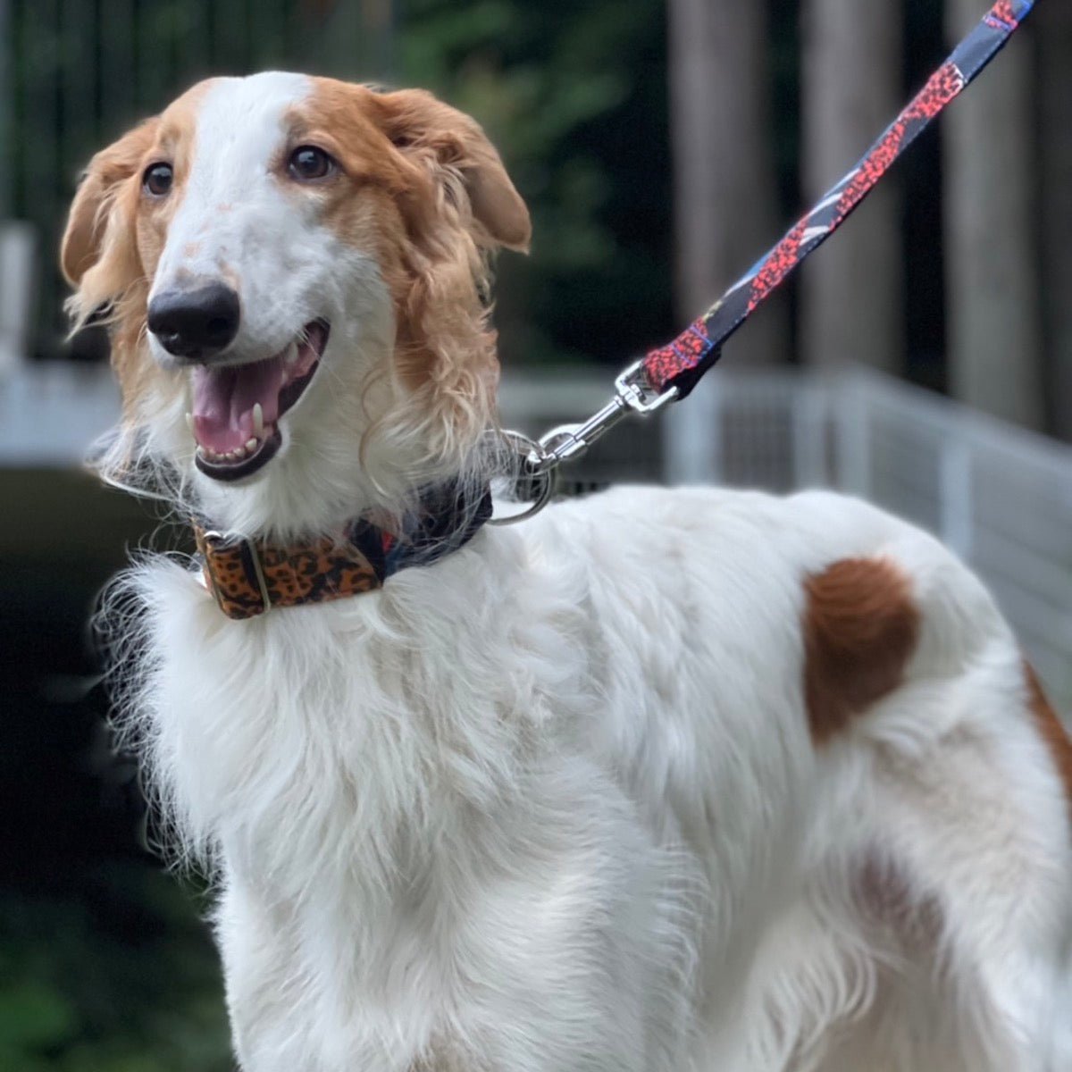 アニマルプリントの首輪を着用している白い毛色のボルゾイ犬